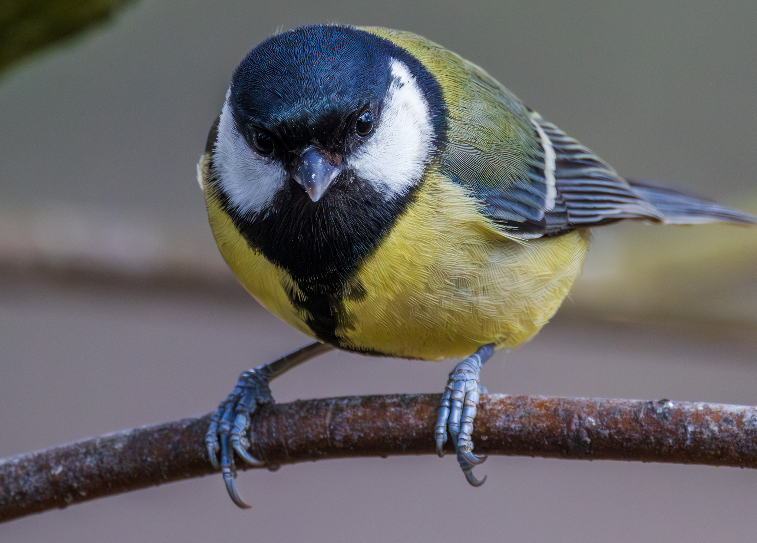 Great tits parus major looking attentive